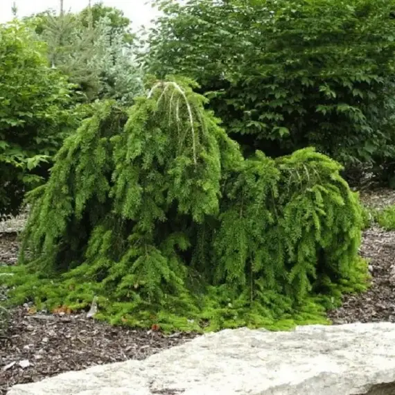 Ель обыкновенная Форманек