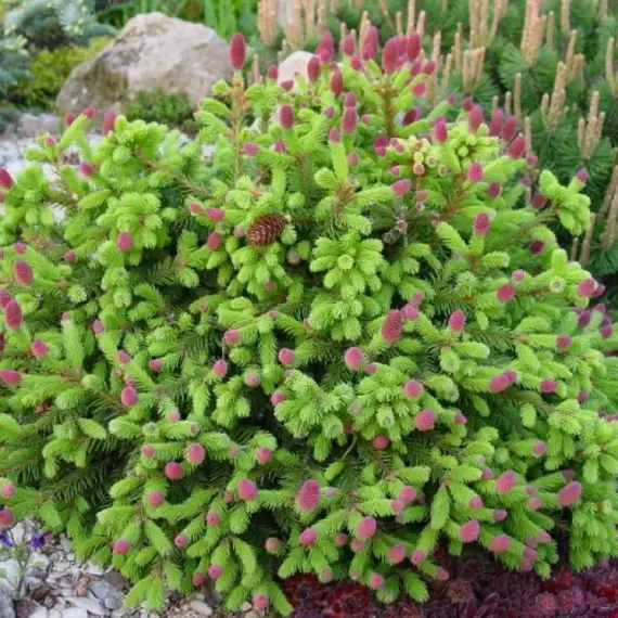 Ель обыкновенная Пуш на штамбе