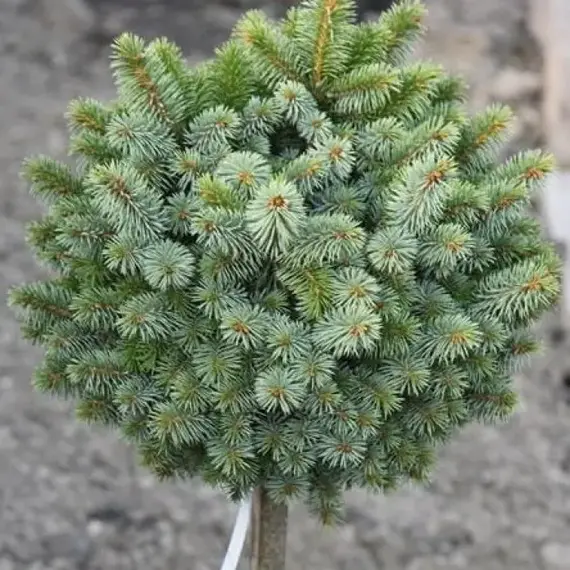 Ель ситхинская Зильберцверг на штамбе