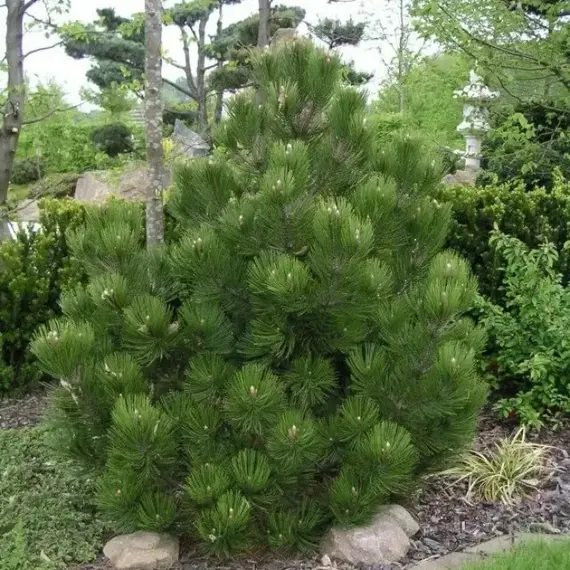 Сосна белокорая (Гельдрейха) Компакт Джем