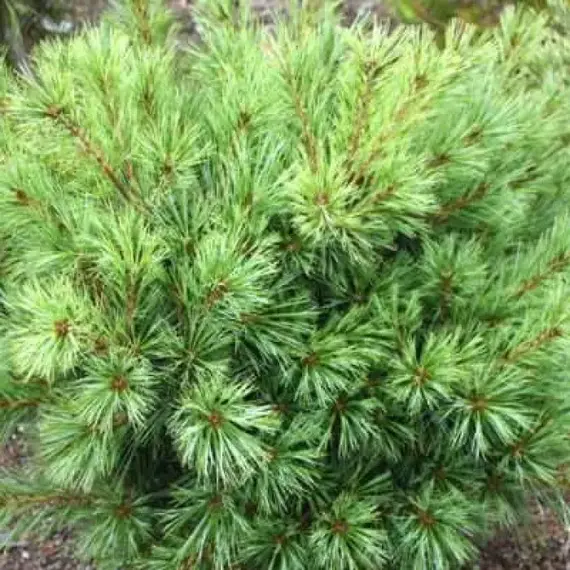 Сосна веймутова Бергманс Мини