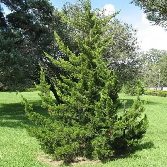 Можжевельник виргинский Канаерти