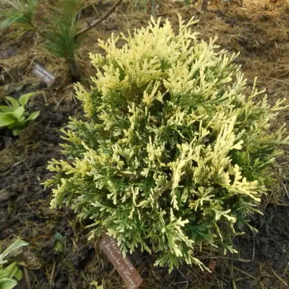 Туя западная Майнекес Цверг