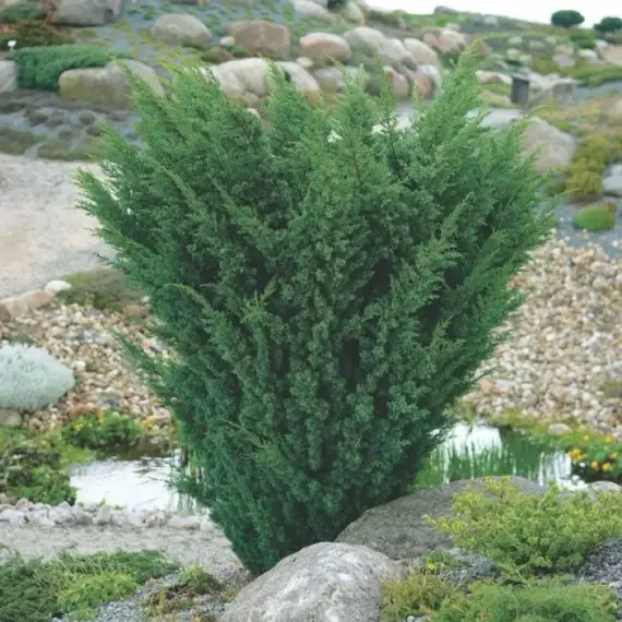 Можжевельник китайский Блаув