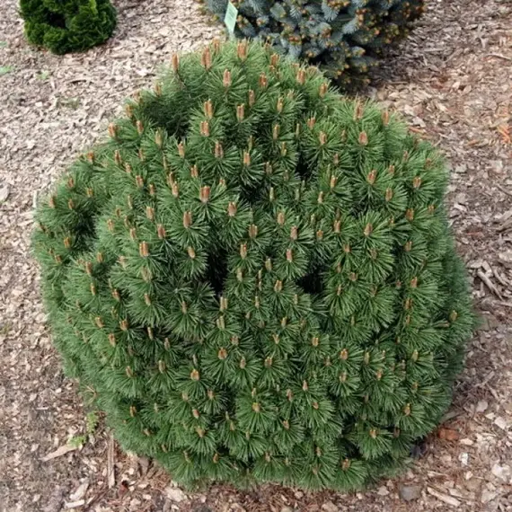 Сосна крючковатая