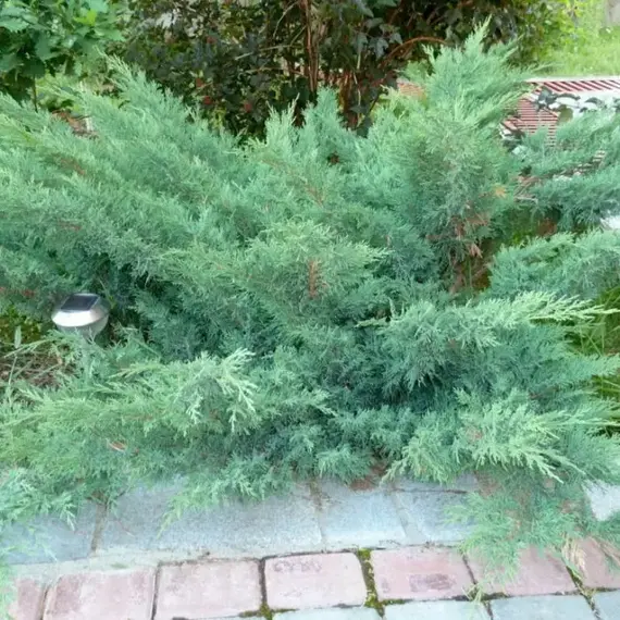 Можжевельник казацкий Глаука