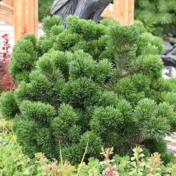 Сосна горная Якобсен