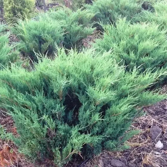 Можжевельник казацкий Блю Дануб