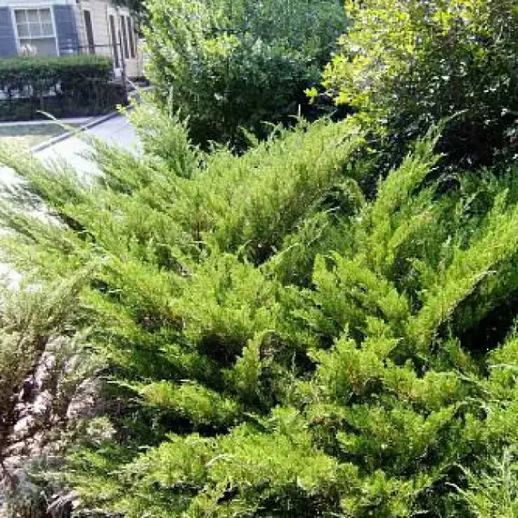 Можжевельник казацкий