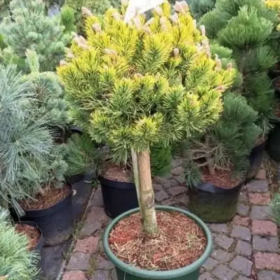 Сосна горная Винтер Голд на штамбе