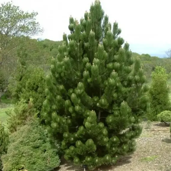 Сосна белокорая (Гельдрейха) Сателлит