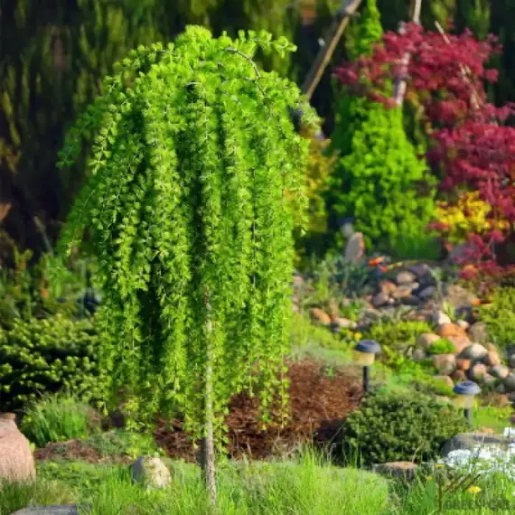 Лиственница Кемпфера Стифф Випер на штамбе
