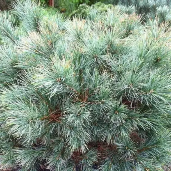 Сосна веймутова Блю Шег