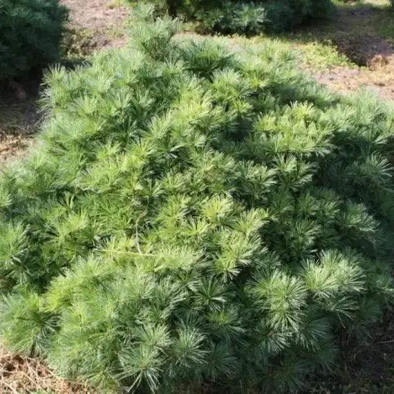 Сосна веймутова Минима