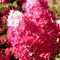 Гортензия метельчатая Фрайз Мелба