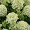 Гортензия метельчатая Литл Пэшн