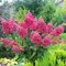 Гортензия метельчатая Пинки Винки
