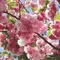 Сакура мелькопильчатая Пинк Перфекшн