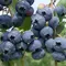 Голубика садовая Блю Свейд