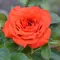 Роза миниатюрная Оранж Джувел