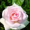 Роза чайно-гибридная Александр Пушкин (Принс Жардинье)