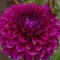 Георгина Пурпл Джиант