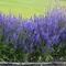 Сальвия дубравная (Шалфей) Виола Клозе