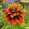 Рудбекия Чероки Сансет