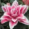 Лилия Олимпия розовидная восточная