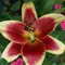Лилия Ред Датч ОТ-гибрид