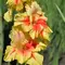 Гладиолус Бабье Лето