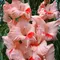 Гладиолус Улыбка Гагарина