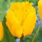 Тюльпан бахромчатый Кристал Стар