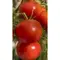 Семена Томат Полбиг F1 10 Шт (а/ф Росток)