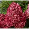 Гортензия метельчатая Даймонд Руж, изображение 2