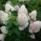 Гортензия метельчатая Сильвер Доллар, изображение 2