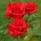 Роза на штамбе Кардинал, изображение 2