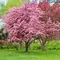 Сакура мелькопильчатая Пинк Перфекшн, изображение 2