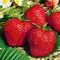 Земляника (Клубника) Вибрант, изображение 2
