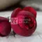 Роза сентифолия Корвус, изображение 2