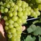 Виноград плодовый Тукай, изображение 2
