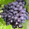 Виноград плодовый Галия, изображение 2