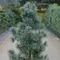 Сосна мелкоцветковая Глаука, изображение 2