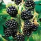Ежевика Блэк Сатин, изображение 2