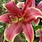 Лилия Африкан Леди ОТ-гибрид, изображение 2