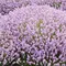 Лаванда узколистная Розеа, изображение 2