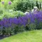 Сальвия дубравная (Шалфей) Виола Клозе, изображение 2