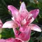 Лилия Кэнди Блоссом азиатская, изображение 2