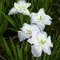 Ирис мечевидный Вайт Ледиз, изображение 2