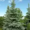 Ель колючая сизая